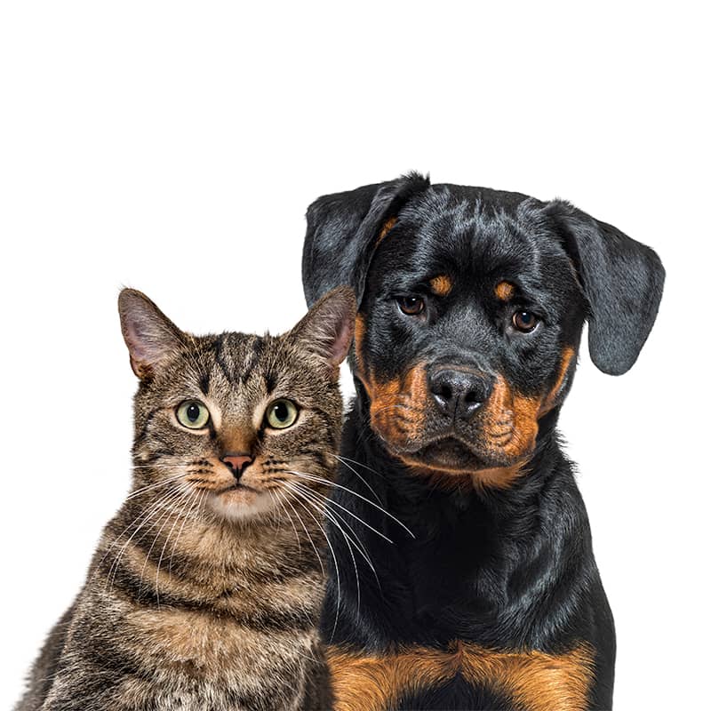 seguros-animais-de-estimacao-pesg
